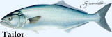Australian Tailor Fish