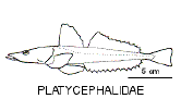 Australian Flathead Fish